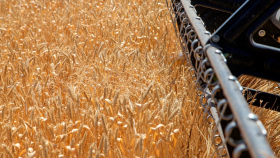 «СовЭкон» незначительно понизил прогноз урожая пшеницы в РФ